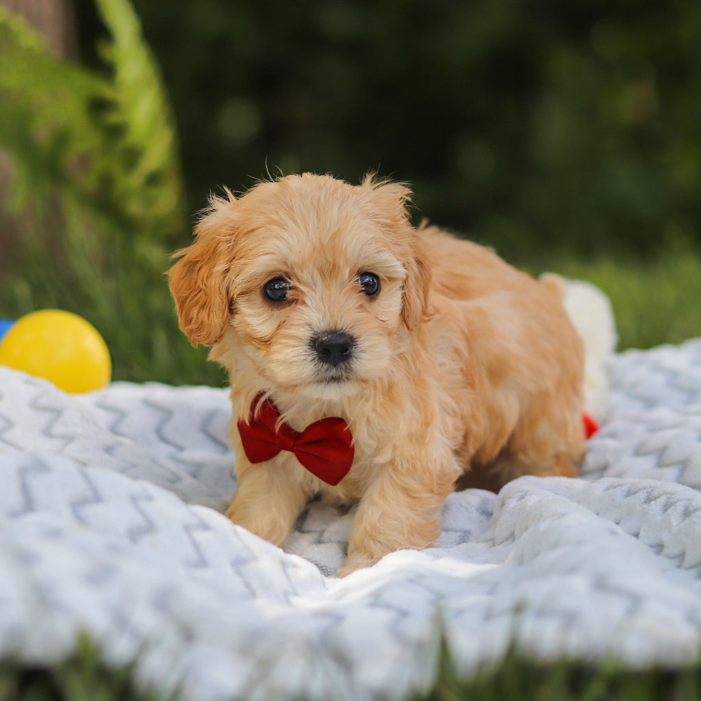 Jenson - Available 7/9