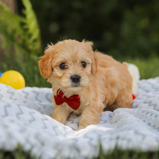 Jenson - Available 7/9