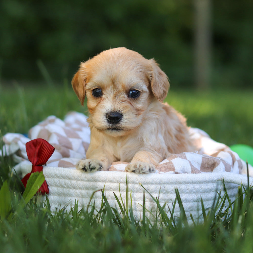 Jenson - Available 7/9