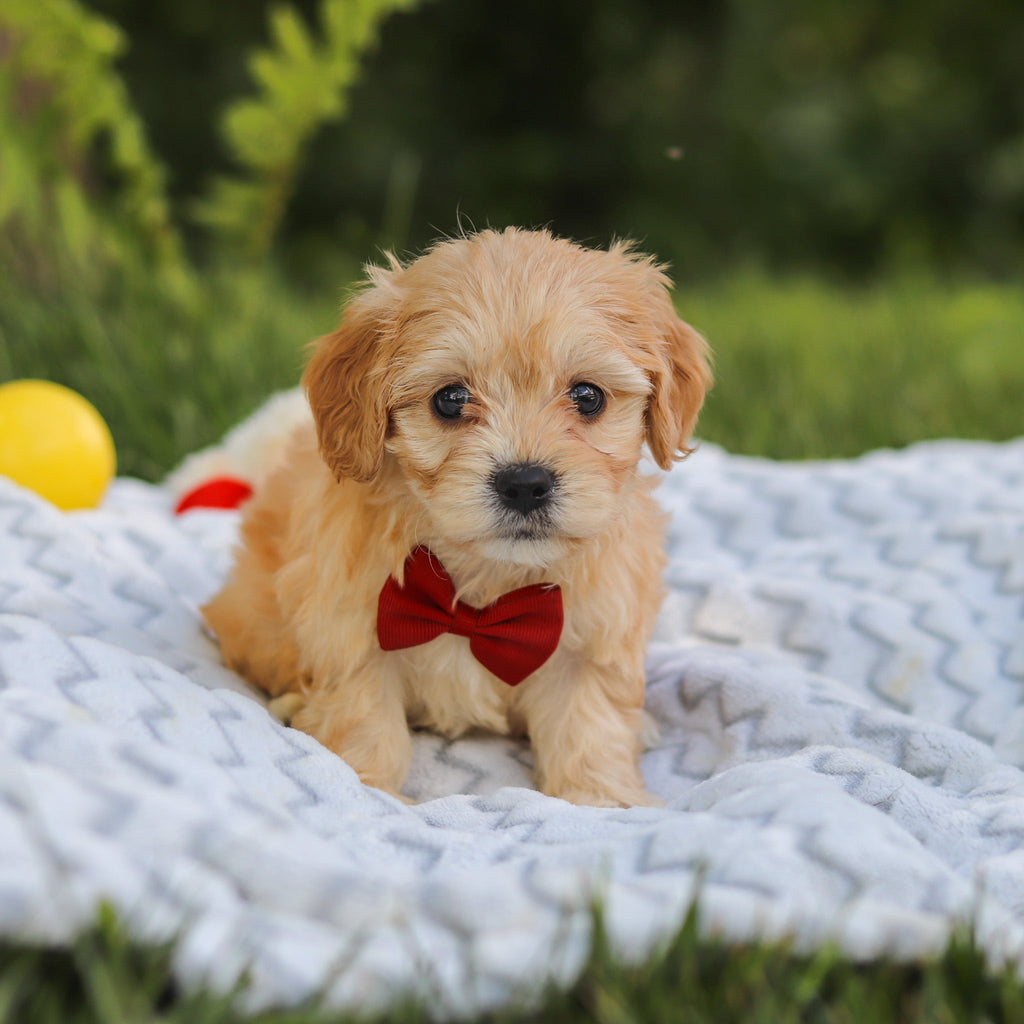 Jenson - Available 7/9