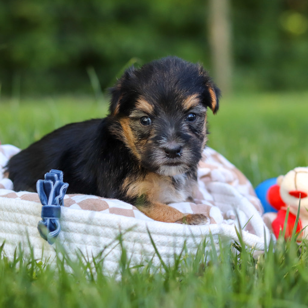 Donnie - Available 7/9