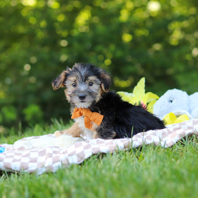 Donnie - Available 7/9