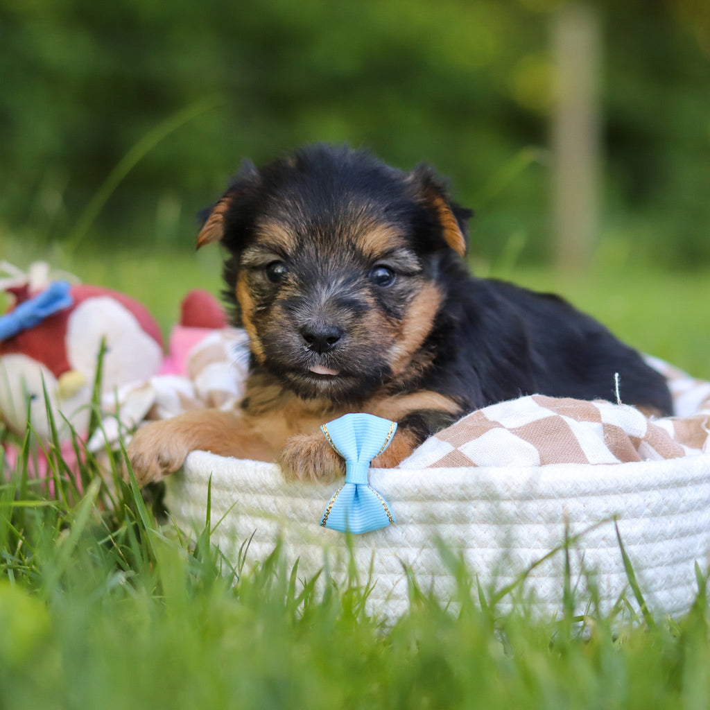 Digby - Available 7/9