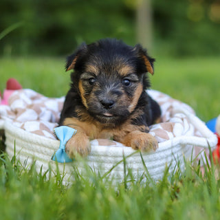 Digby - Available 7/9