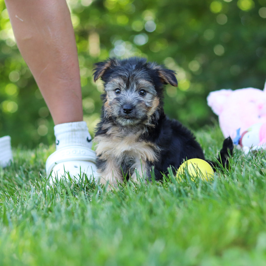 Digby - Available 7/9