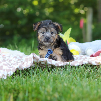 Digby - Available 7/9
