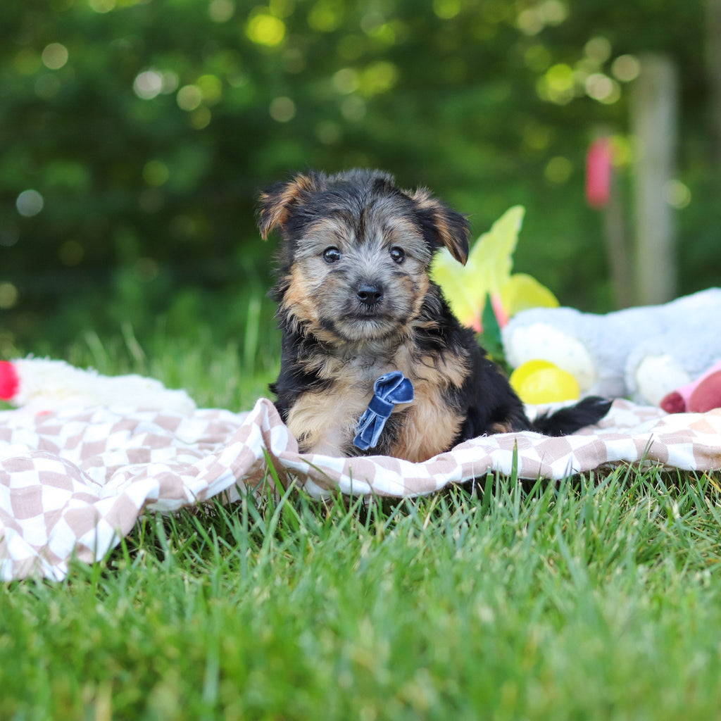 Digby - Available 7/9