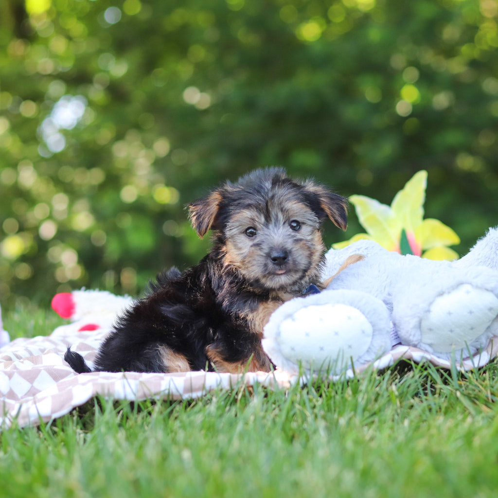 Digby - Available 7/9