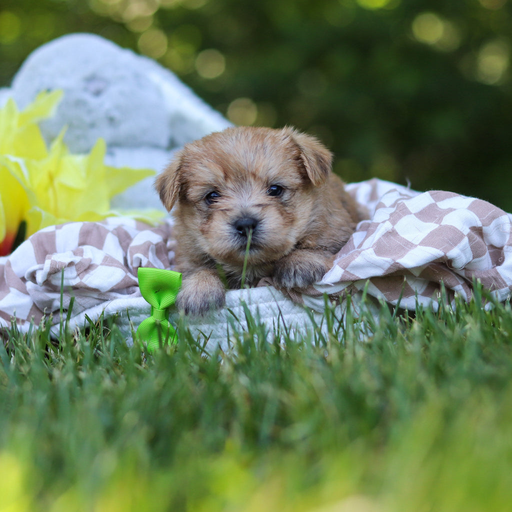Arthur - Available 7/30