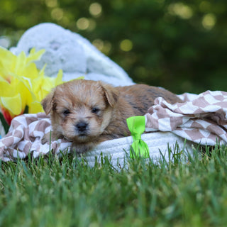 Arthur - Available 7/30