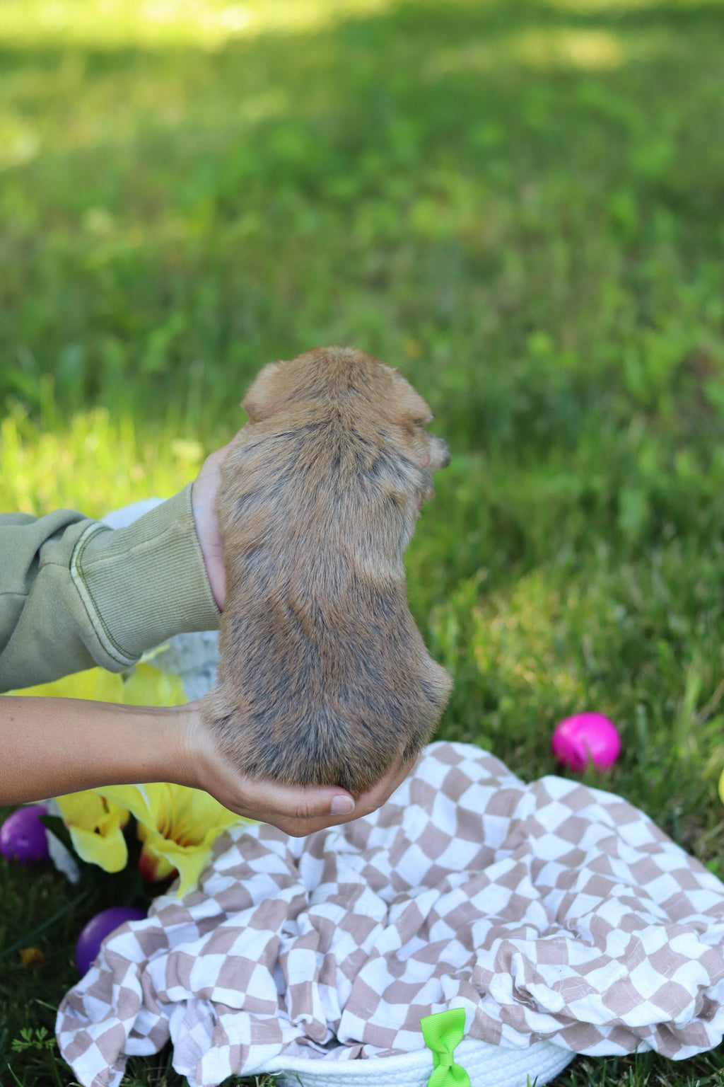 Arthur - Available 7/30
