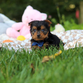 Vader - Available 7/30
