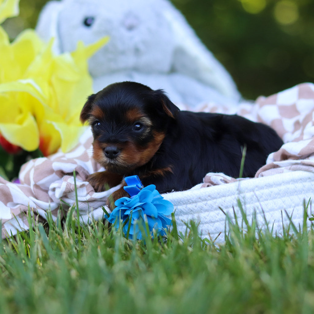 Vinny - Available 7/30