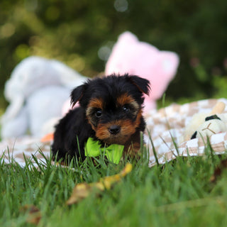 Vinny - Available 7/30