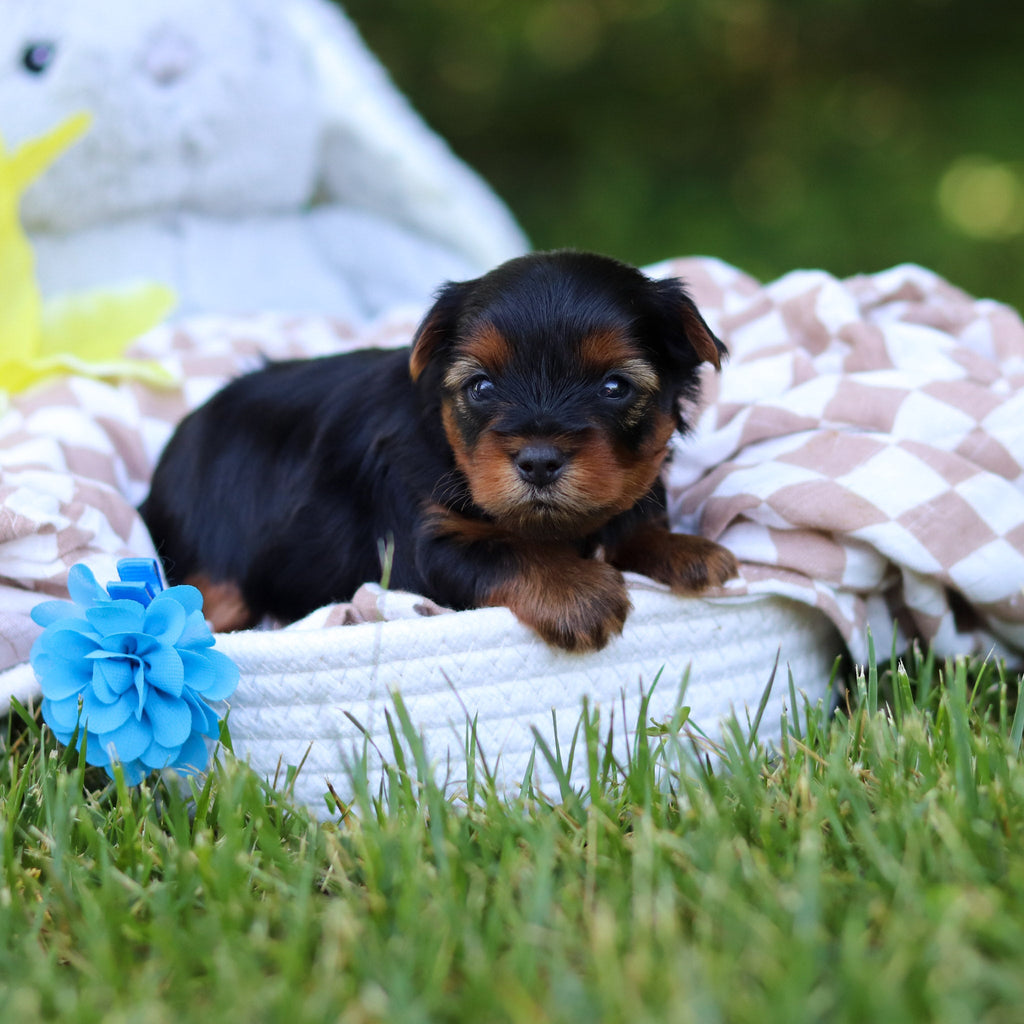 Vinny - Available 7/30