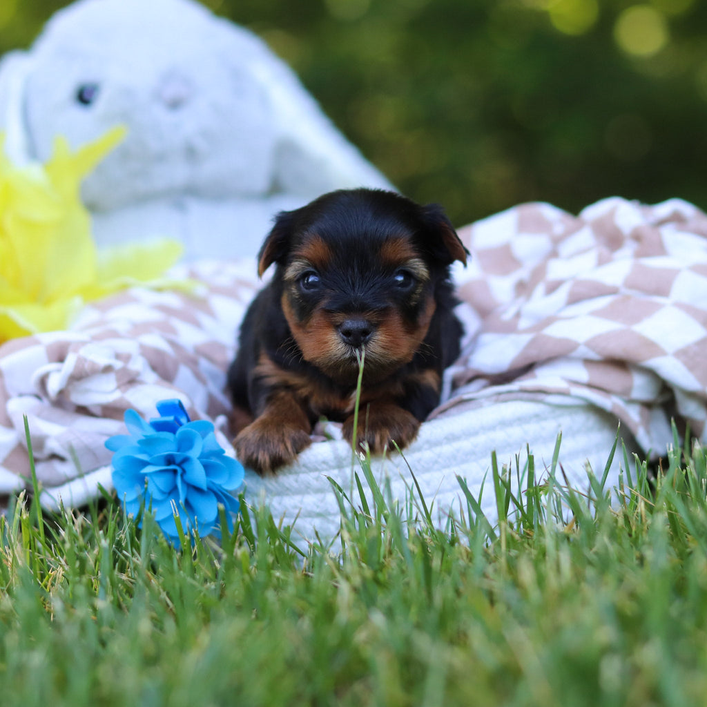 Vinny - Available 7/30