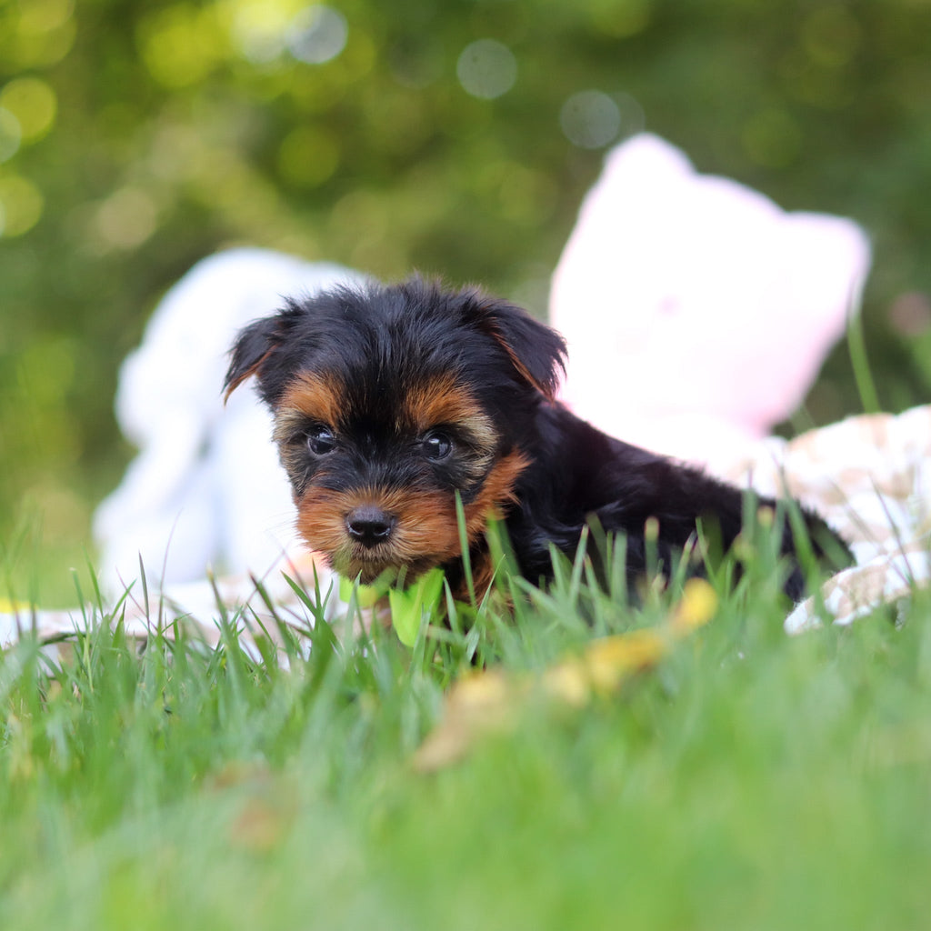 Vinny - Available 7/30