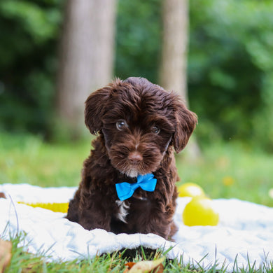 Eddie - Available 8/13