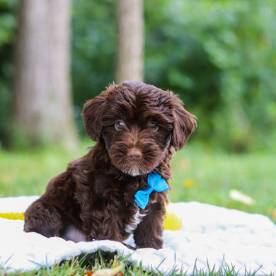 Eddie - Available 8/13
