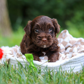 Eddie - Available 8/13