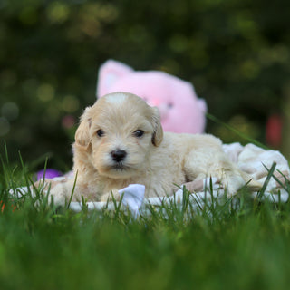 Pita - Available 8/20