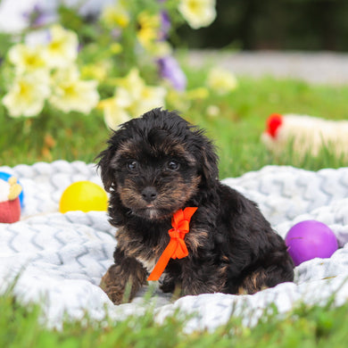 Caruso - Available 8/13