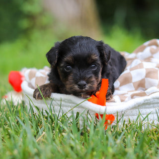 Caruso - Available 8/13