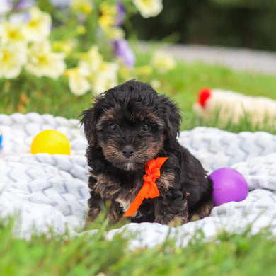 Caruso - Available 8/13