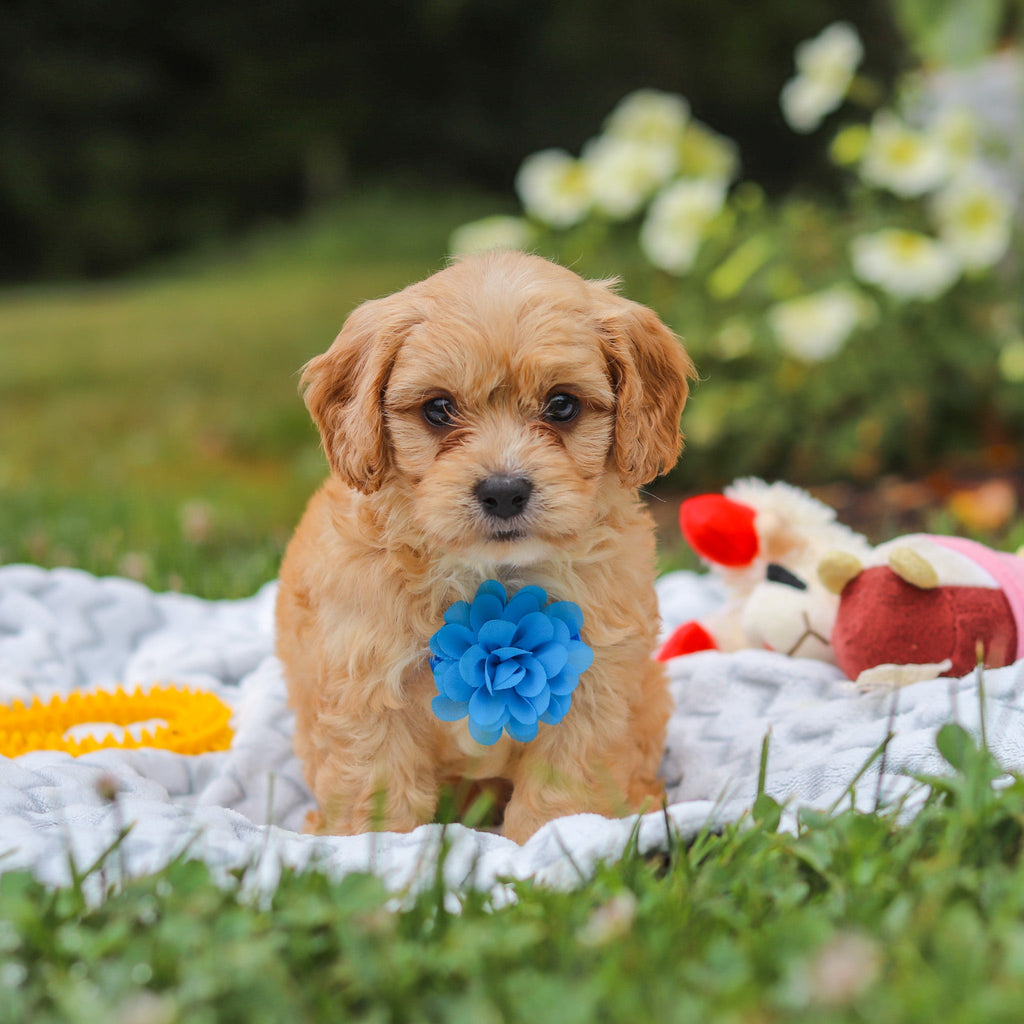 Bernie - Available Now