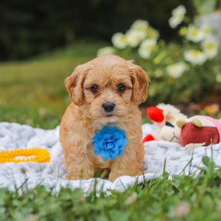 Bernie - Available Now