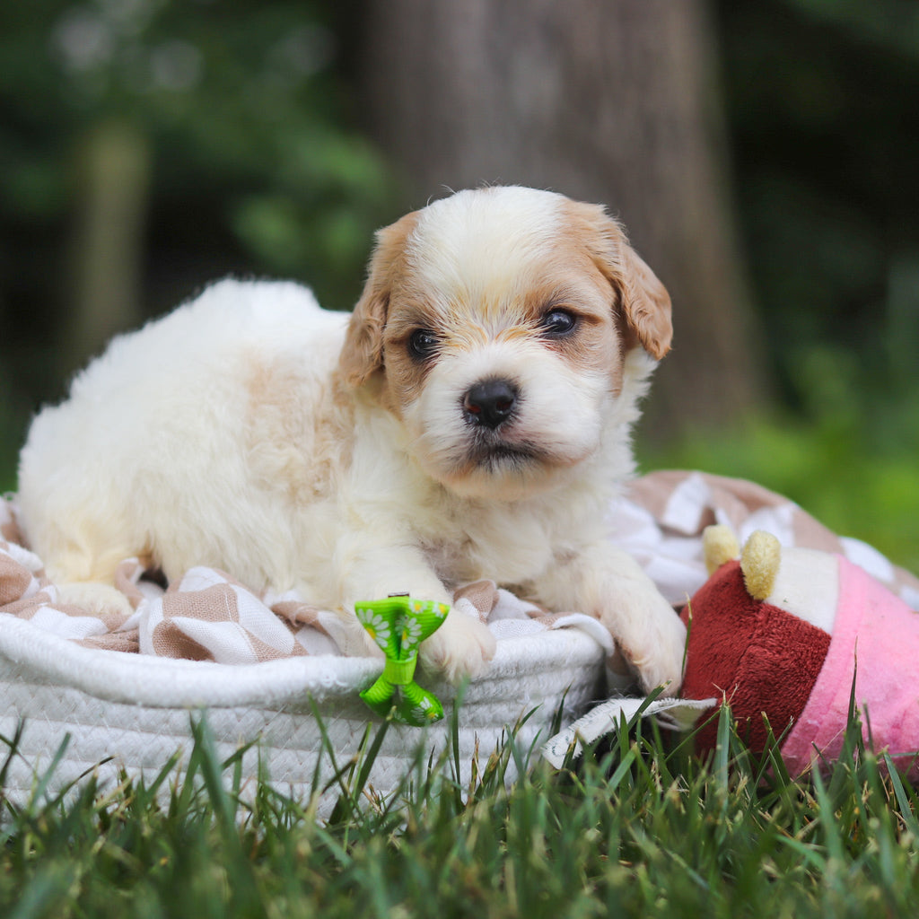Booker - Available Now