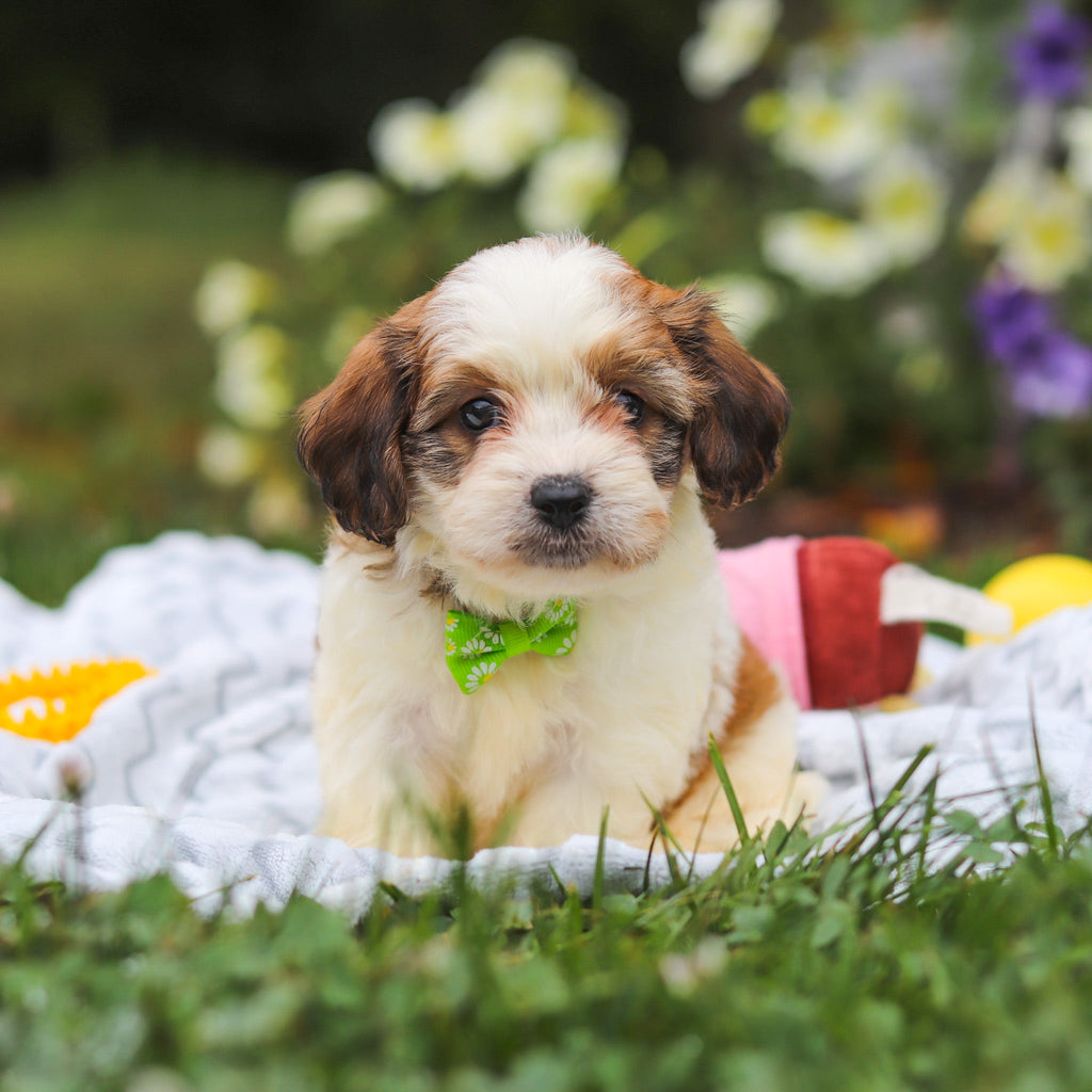 Benny - Available 8/13