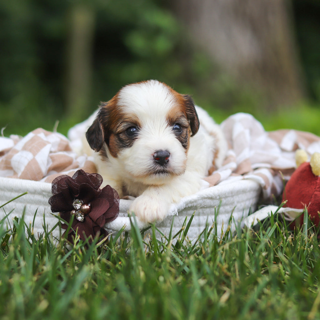 Benny - Available 8/13