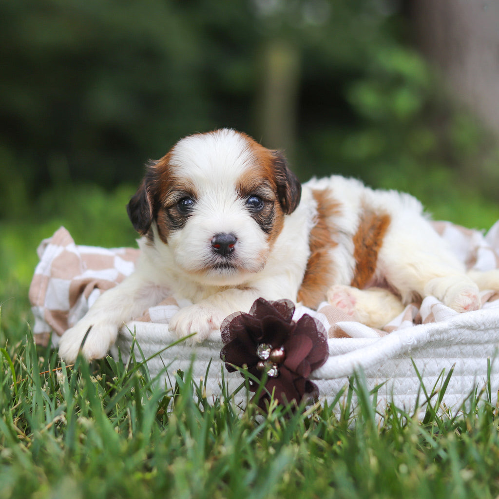 Benny - Available 8/13