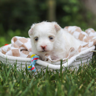 Kirby - Available 8/13