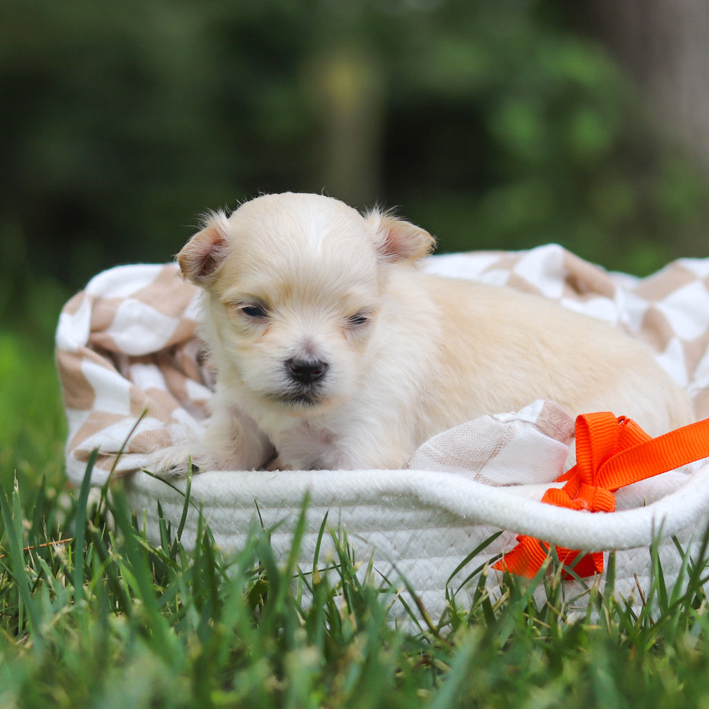 Kevin - Available 8/13