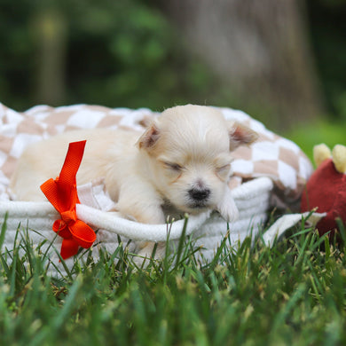 Kevin - Available 8/13