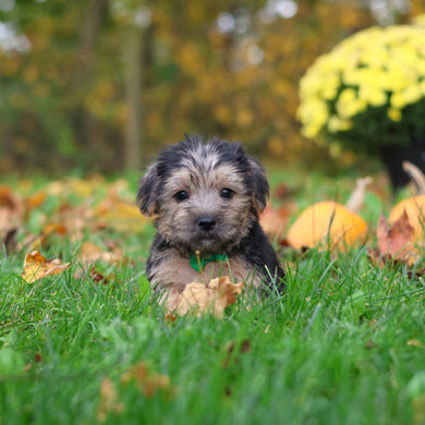 Shiloh - Available 10/29