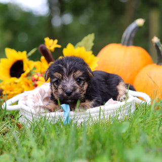 Shiloh - Available 10/29