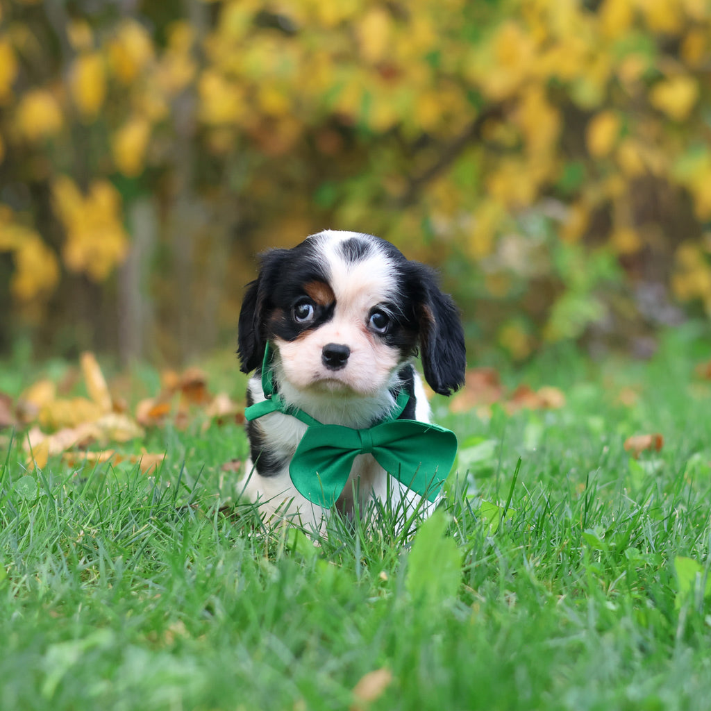 Carl - Available 10/29
