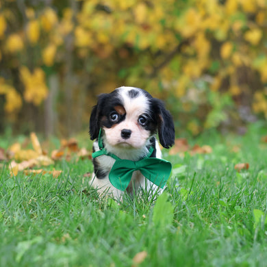 Carl - Available 10/29