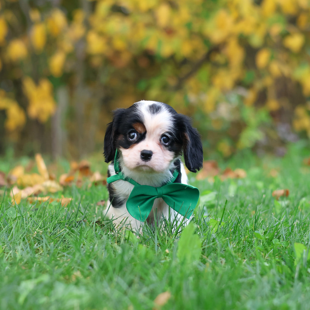 Carl - Available 10/29