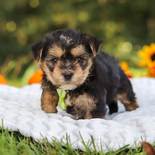 Bodie - Available 10/25