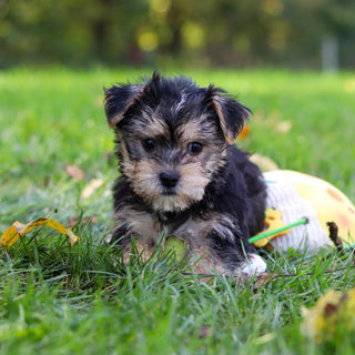 Bodie - Available 10/25