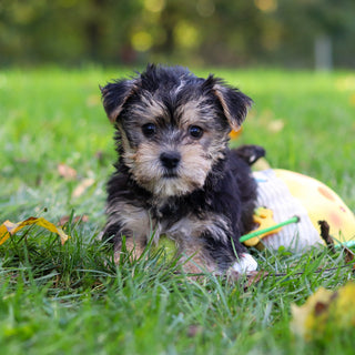 Bodie - Available 10/25