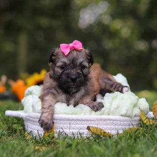 Callie - Available Now