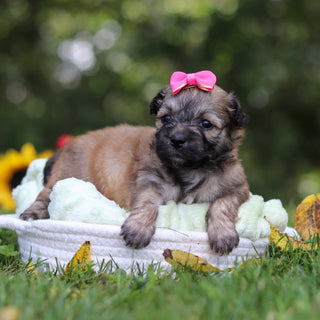 Callie - Available Now