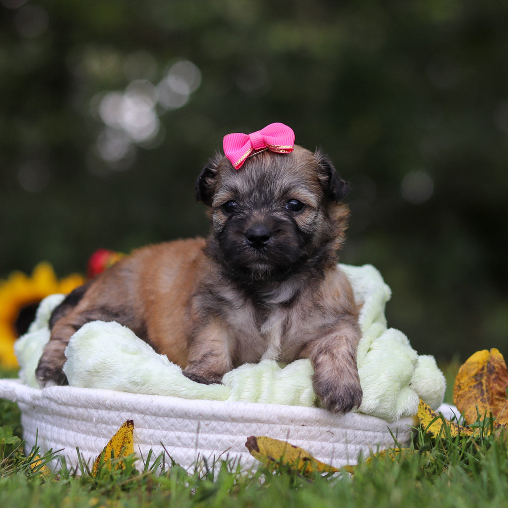 Callie - Available Now