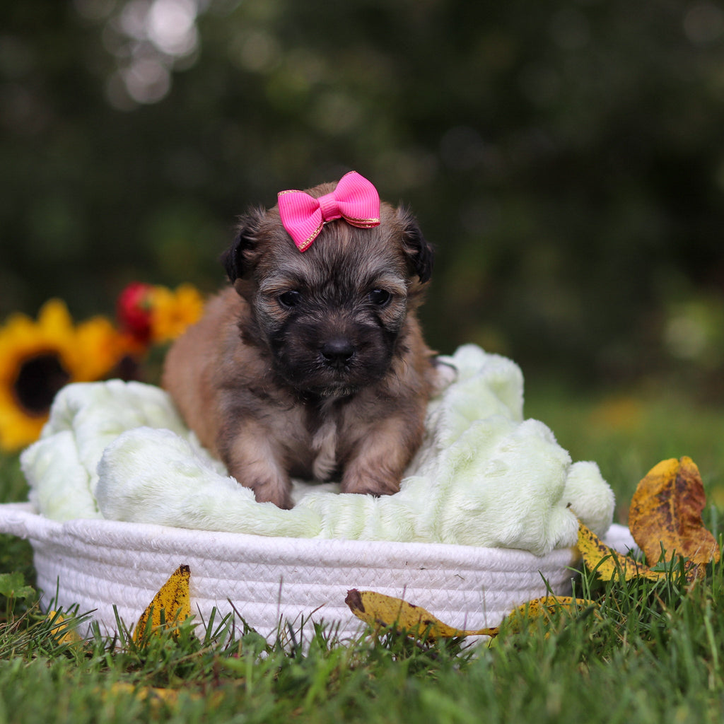 Callie - Available Now