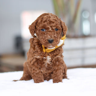 Adrian - Available 2/26